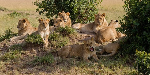 Lion pride | Animals Zone