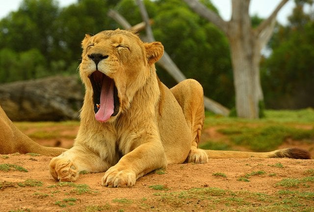 Lion Yawning | Animals Zone