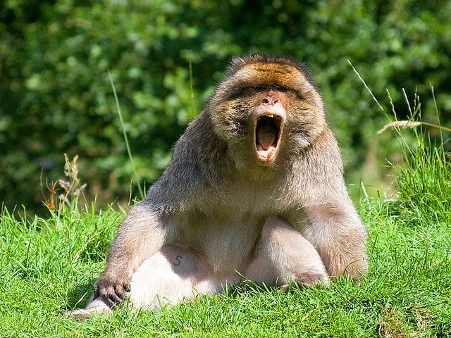 Monkey Yawning | Animals Zone