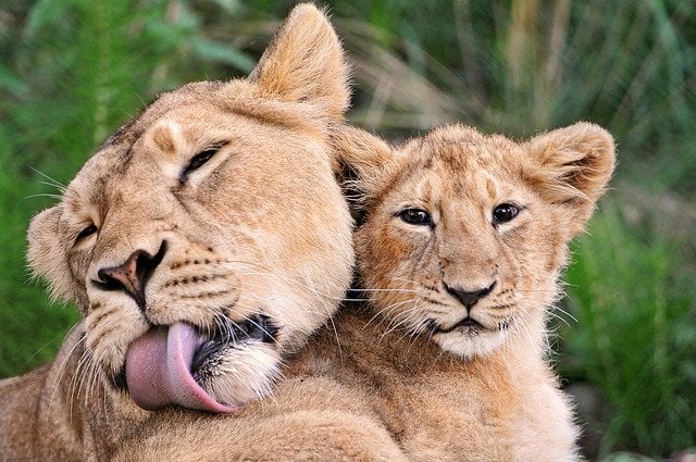 Momma Lion and her Cub | Animals Zone