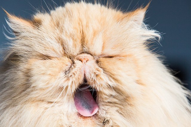 Persian Cat Yawning | Animals Zone