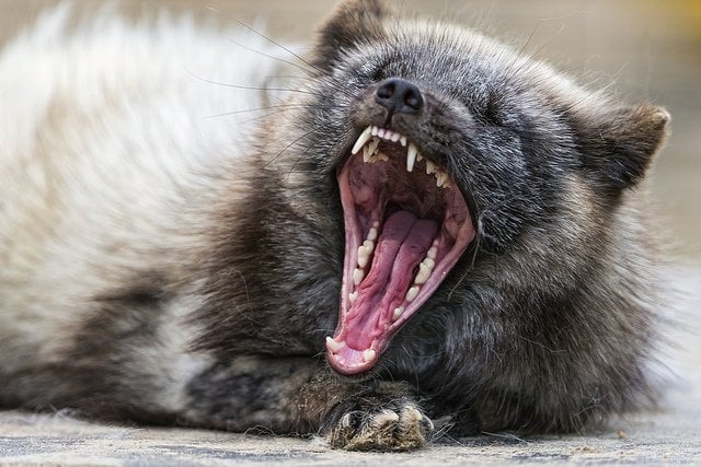 Polar Fox Yawning | Animals Zone