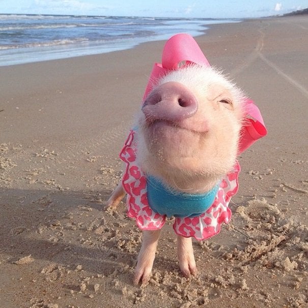 Prissy at the beach | Animals Zone