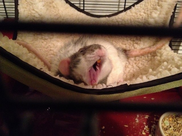 Rat Yawning | Animals Zone