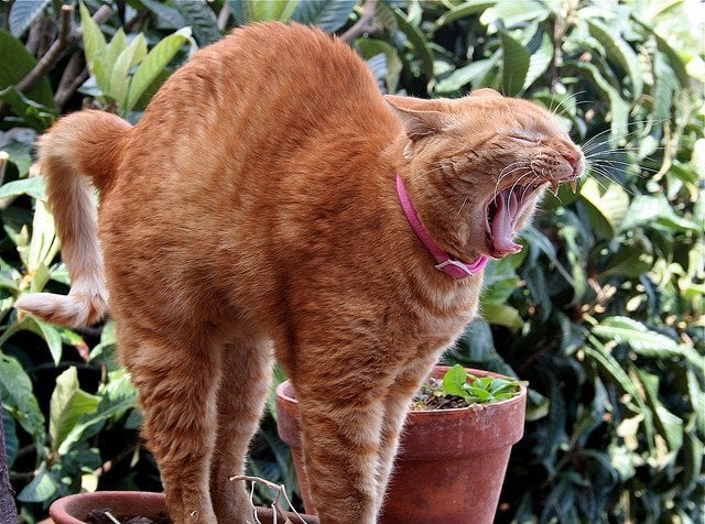 Red Cat Yawning | Animals Zone