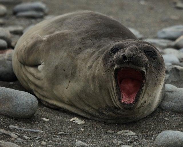 Seal Yawning | Animals Zone