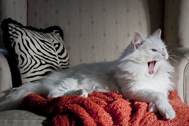 White Cat Yawning | Animals Zone