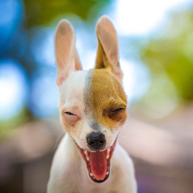 Dog Yawning | Animals Zone