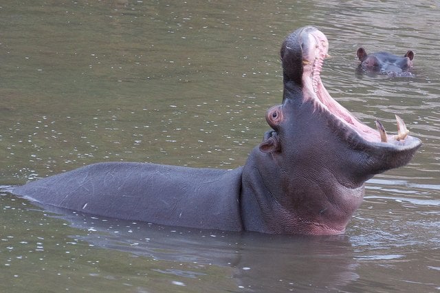 Hippo Yawning | Animals Zone