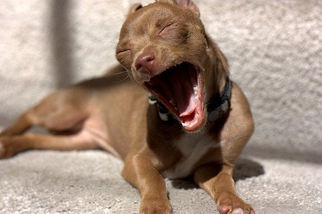 Yawning Puppy | Animals Zone