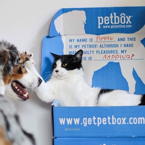Cat and dog enjoying their box full of surprises | Animals Zone #win one for your pet!