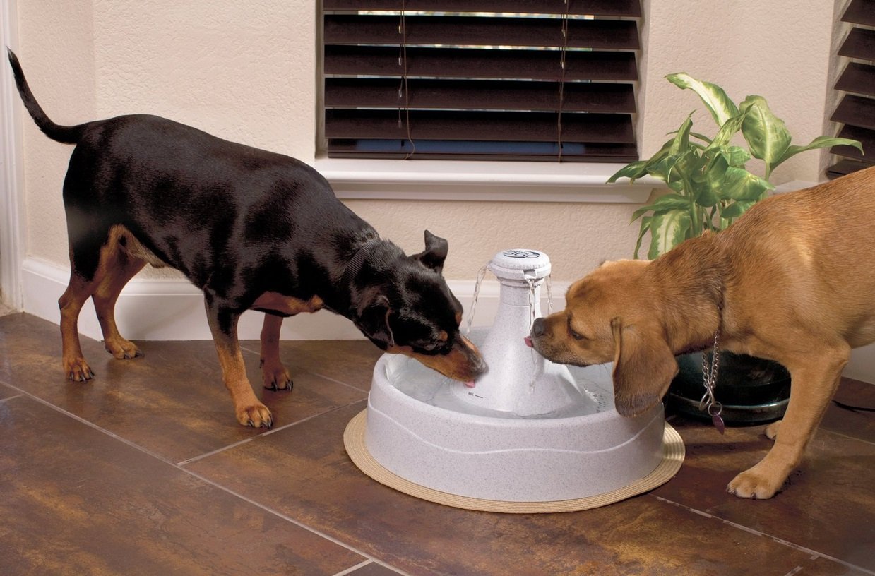 Drinkwell 360 Pet Fountain | Animals Zone