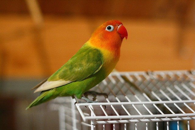 5 Tips on Choosing a Bird Cage | Animals Zone