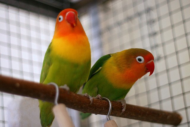 5 Tips on Selecting the Perfect Bird Cage | Animals Zone