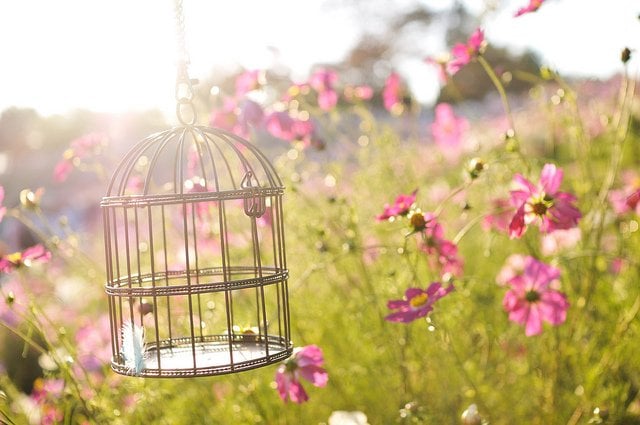 5 Tips on Selecting the Perfect Bird Cage | Animals Zone