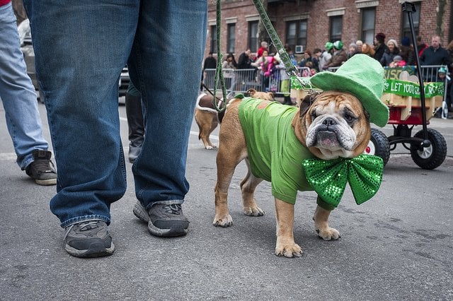 St. Pat's for All | Animals Zone