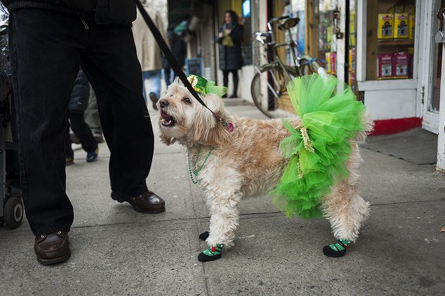 Pets get Festive for Saint Patrick's Day | Animals Zone