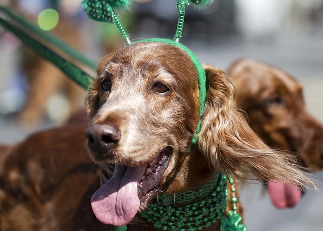 Happy St Patrick's Day everyone! | Animals Zone