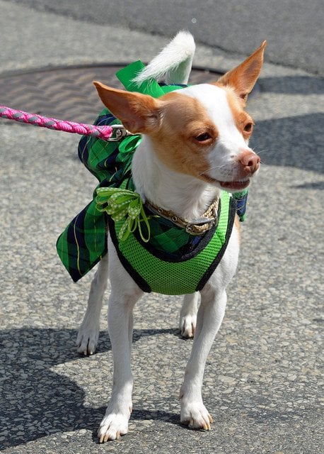 St Patricks Day Parade | Animals Zone