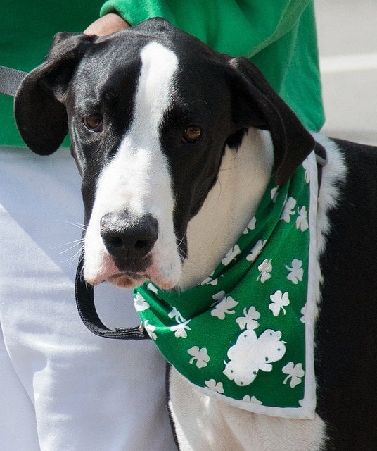 St. Patrick's Day Parade, Washington, D.C. | Animals Zone