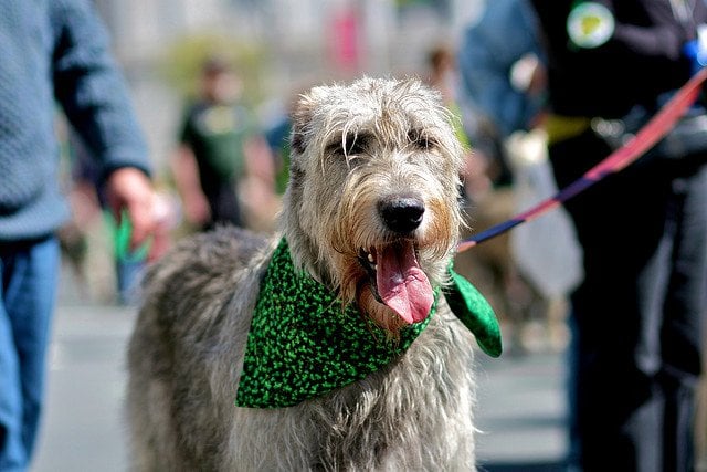 St. Patrick's Day Parade, San Francisco | Animals Zone