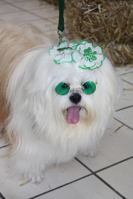 Ready for St. Patrick's Day | Animals Zone