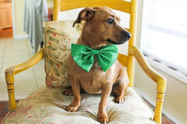 Pets get Festive for Saint Patrick's Day (PHOTOS) | Animals Zone