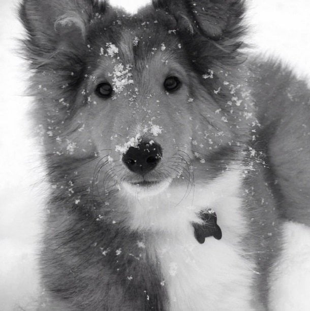 Graham is a 1 year old Sheltie. This was his first time in the snow. | Animals Zone