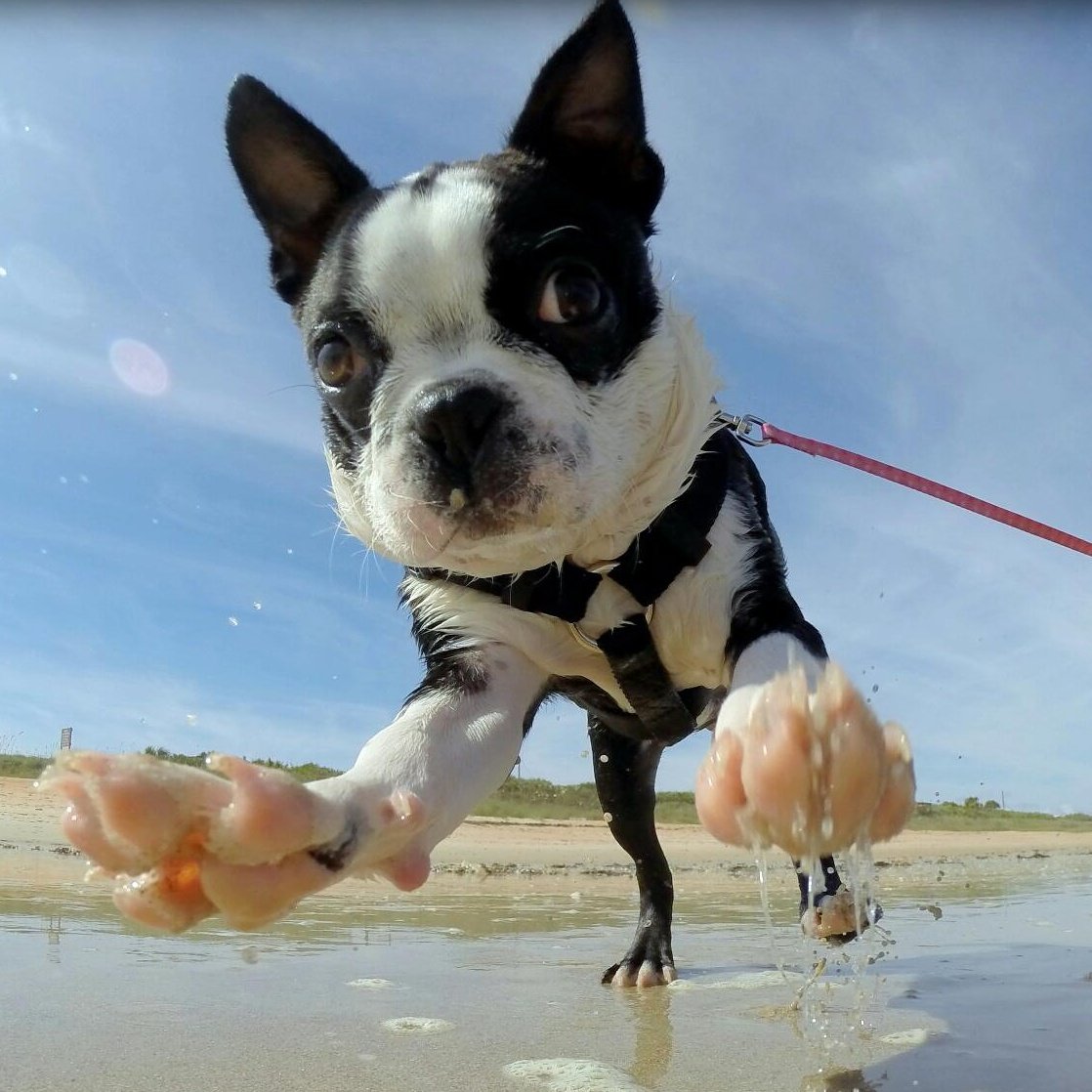 This is Nomzilla! And she loves the beach! | Animals Zone