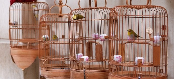 Bird Cages & Bird Cage Stands | Animals Zone