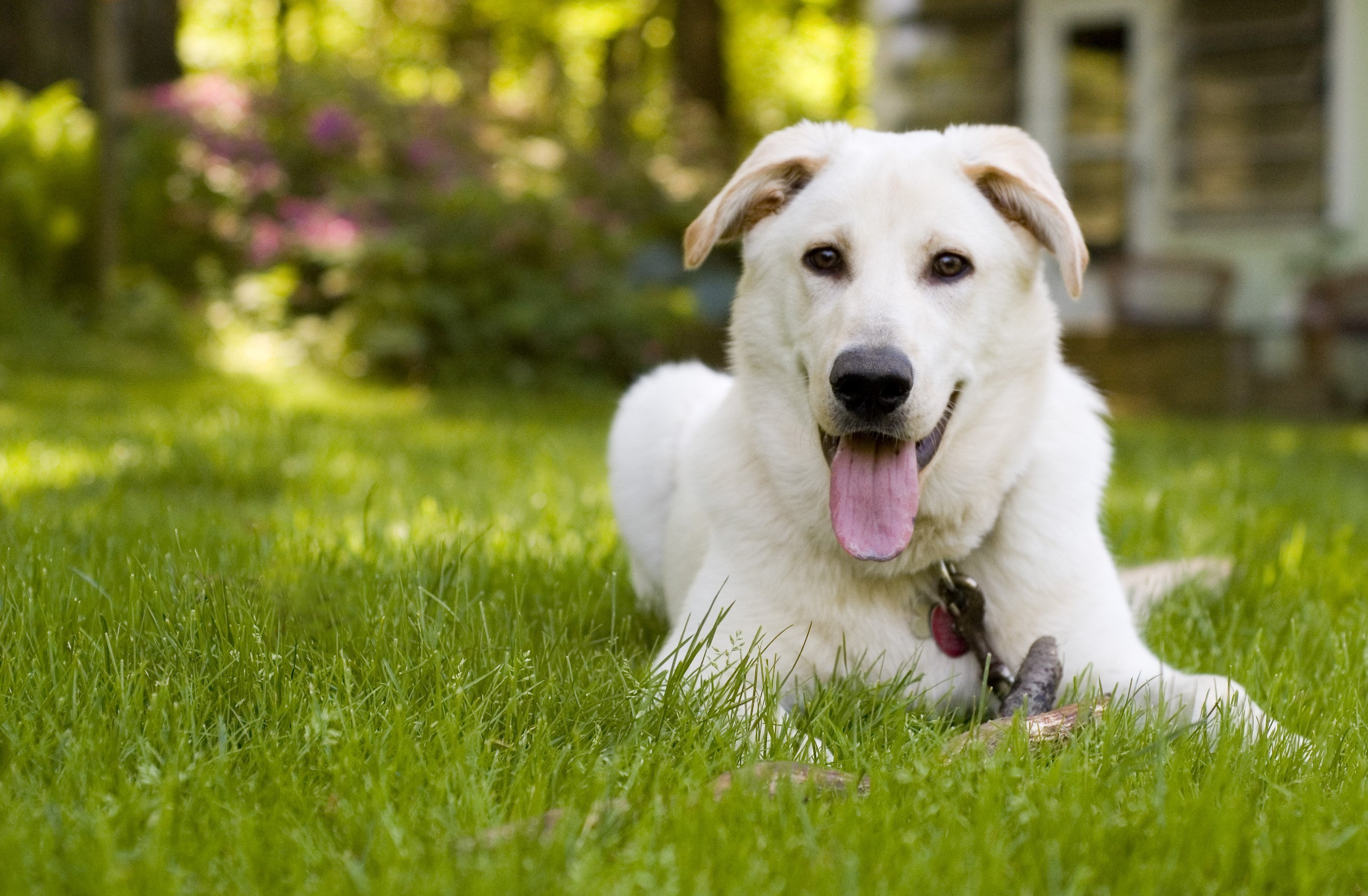 Summer is a wonderful time to spend outdoors with your dog! | Animals Zone