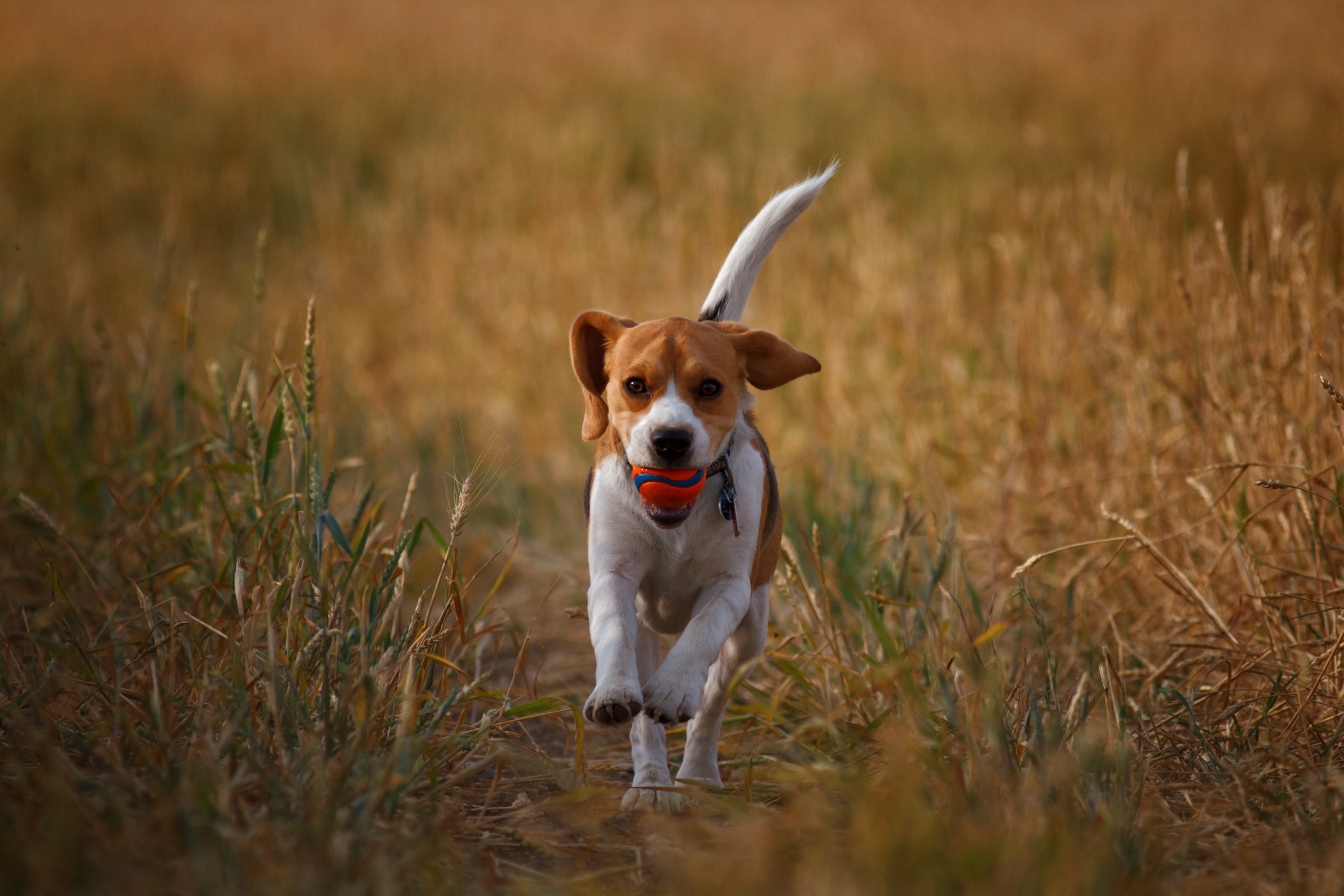 Outdoor Games for Dogs | Animals Zone
