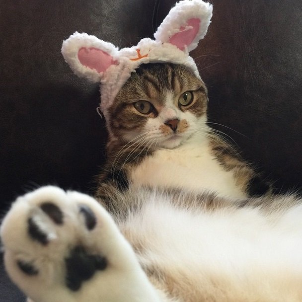 Adorable Pets Celebrate Easter on Instagram.