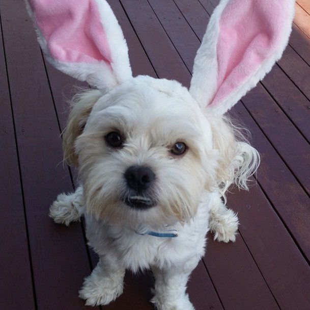Adorable pets celebrate Easter on Instagram | Animals Zone