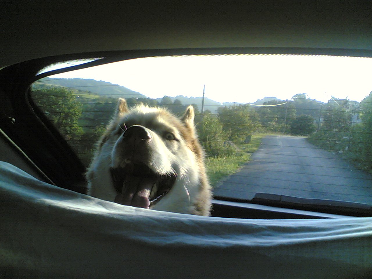 Pleased to be in the car | Animals Zone
