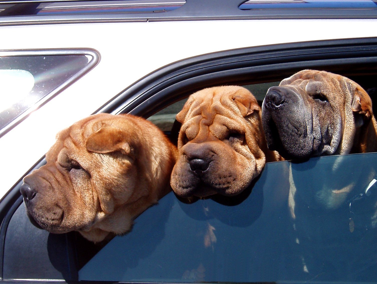 14 Cute Dogs Who Really Enjoy Riding in The Car | Animals Zone