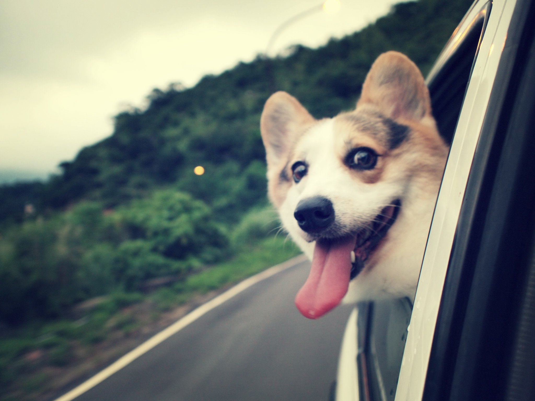 Would you like to take a ride in my car? | Animals Zone