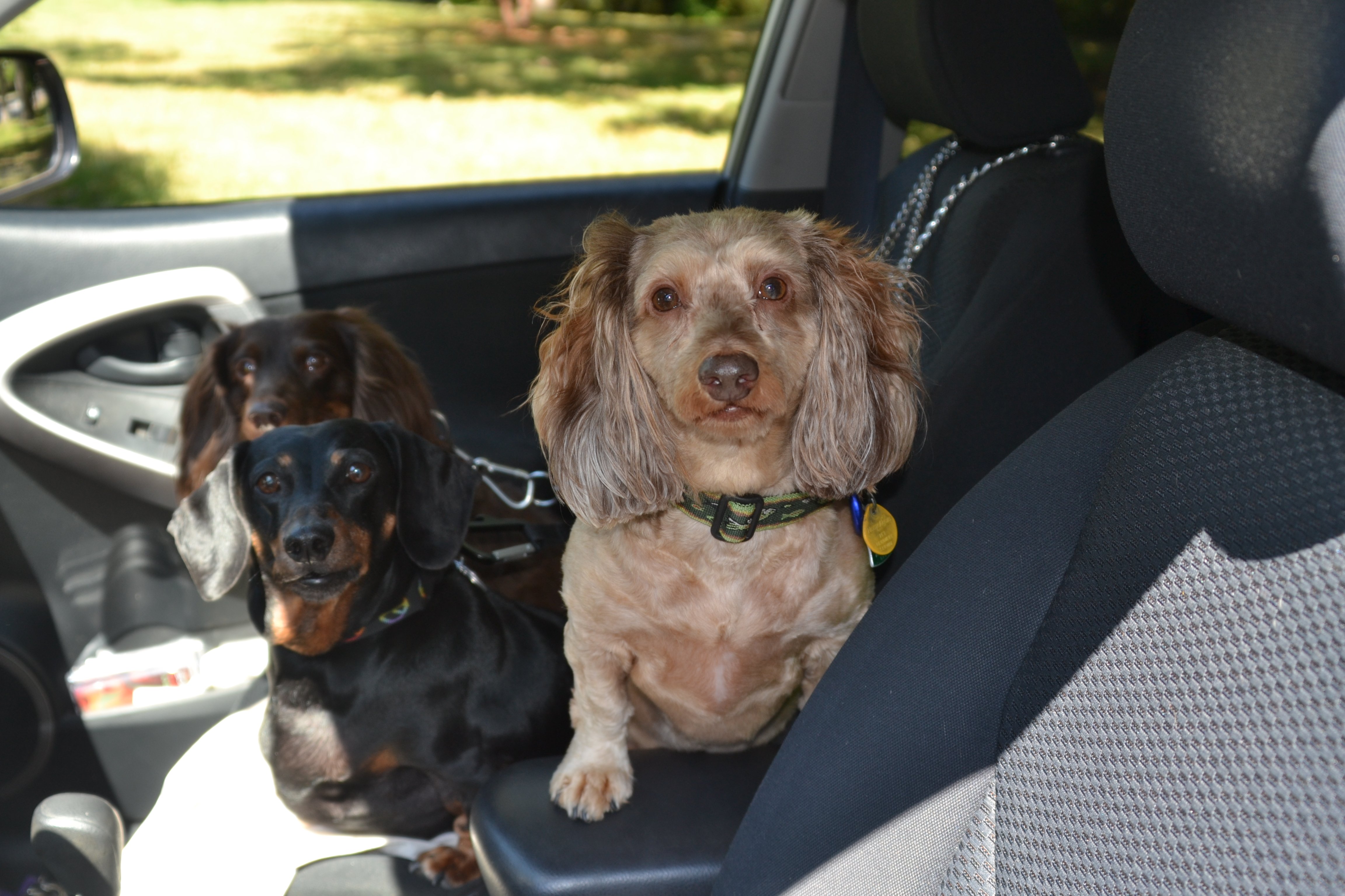 Road trip buddies! | Animals Zone