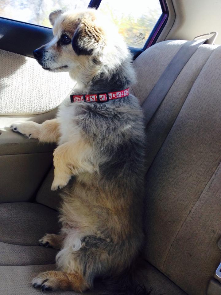 This doggie sits like people in the car | Animals Zone