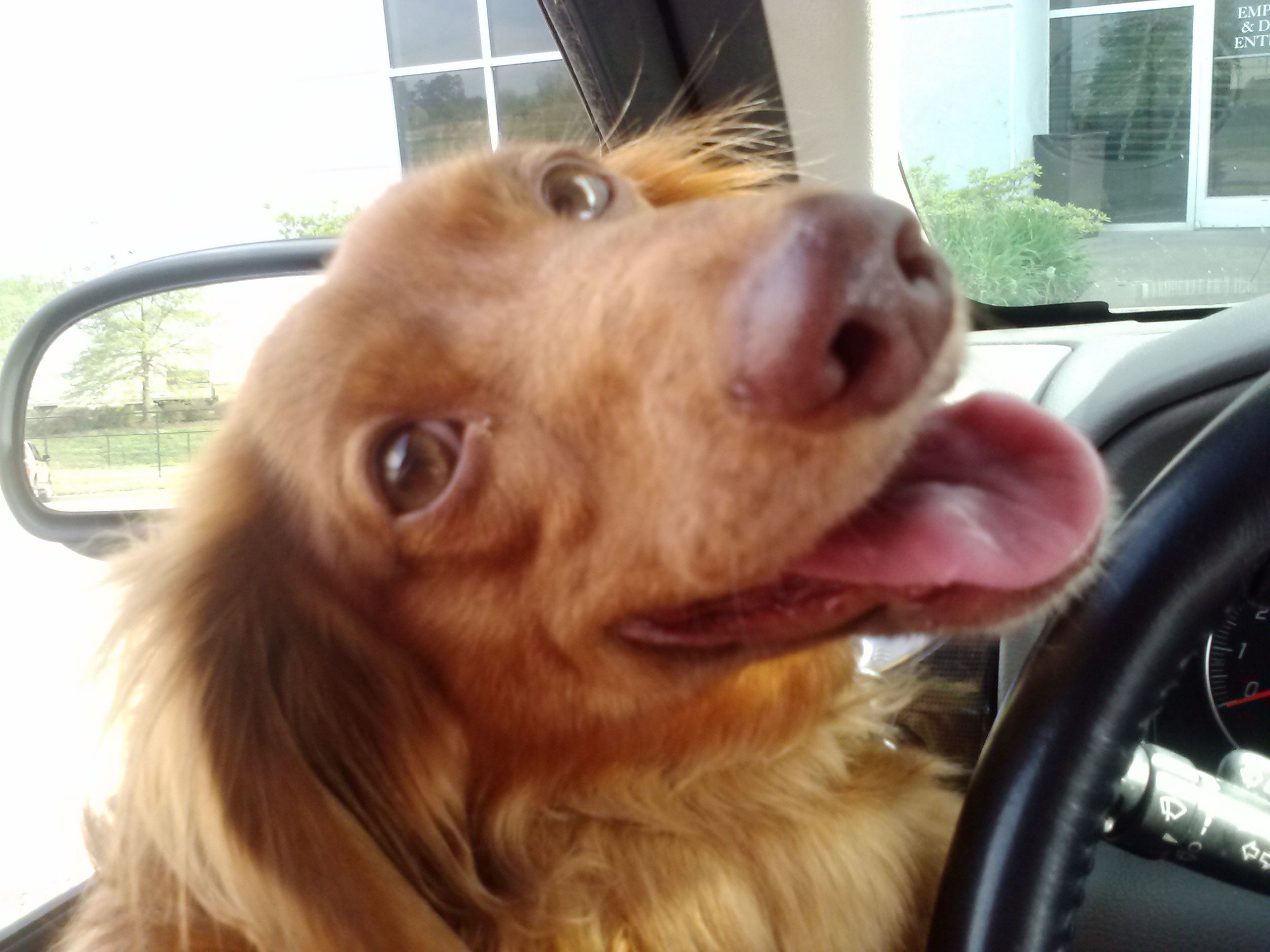 Pumpkin made this face because he got to ride in the car.  He LOVES car rides | Animals Zone