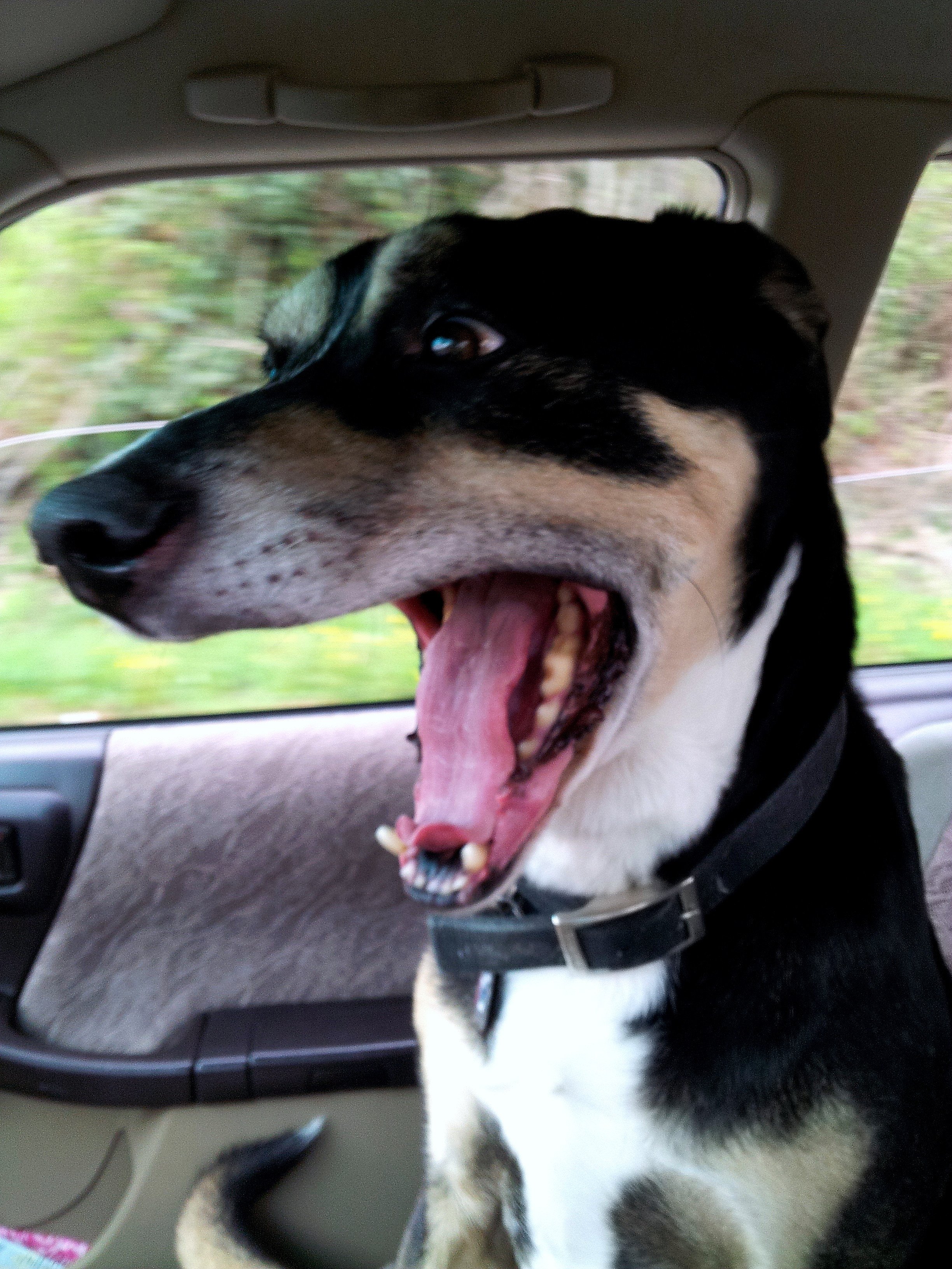 14 Cute Dogs Who Really Enjoy Riding in The Car14 Cute Dogs Who Really