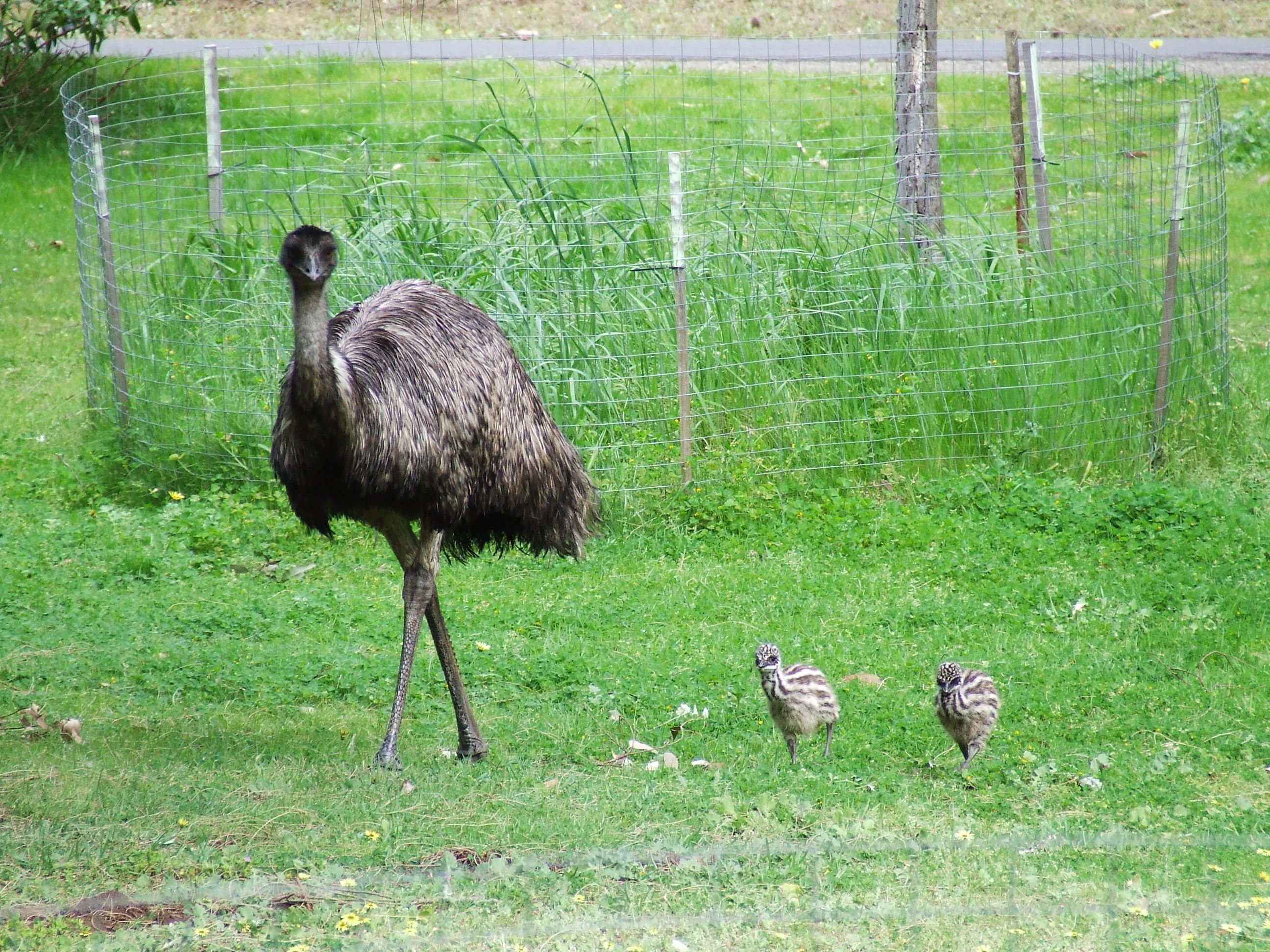 Emu | Animals Zone