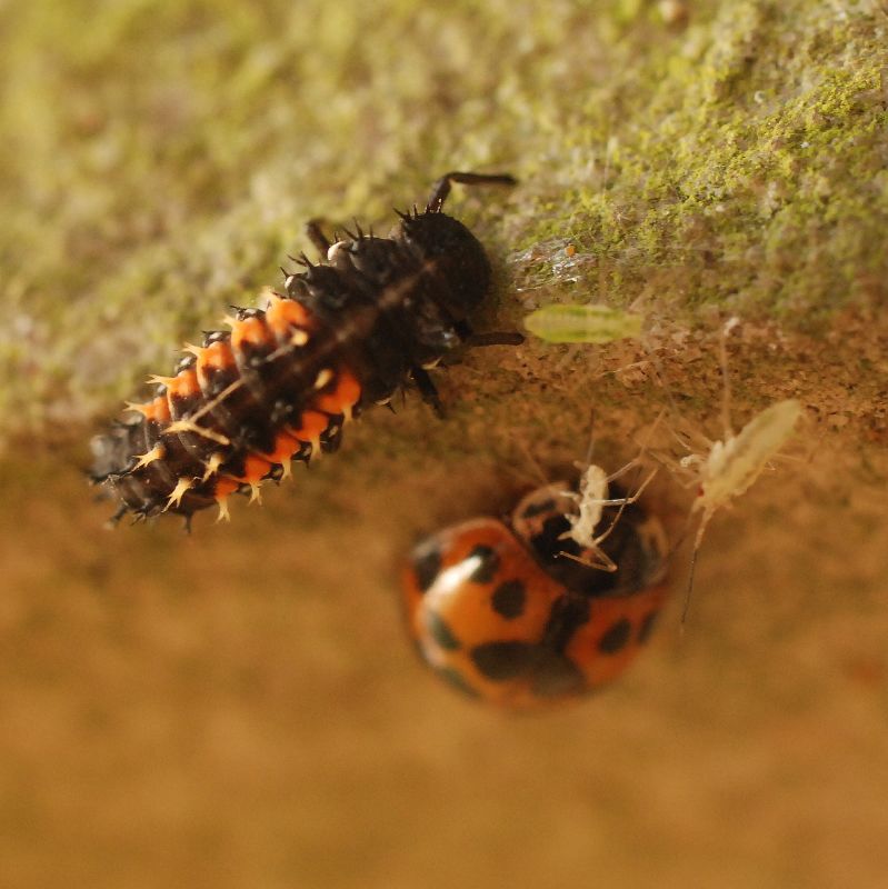 Ladybird Beetle | Animals Zone