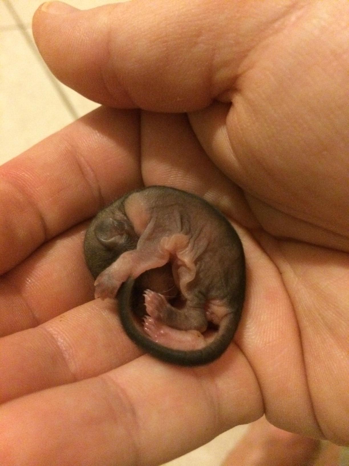 Meet Biscuits, a Newborn Flying Squirrel rescued from the searing Florida sun | Animals Zone