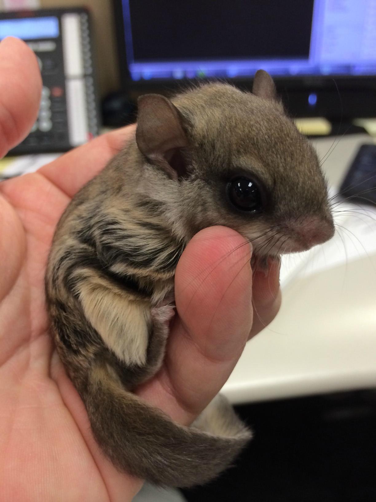 Biscuits grew up to be a beautiful squirrel. Just look how cute she is! | Animals Zone