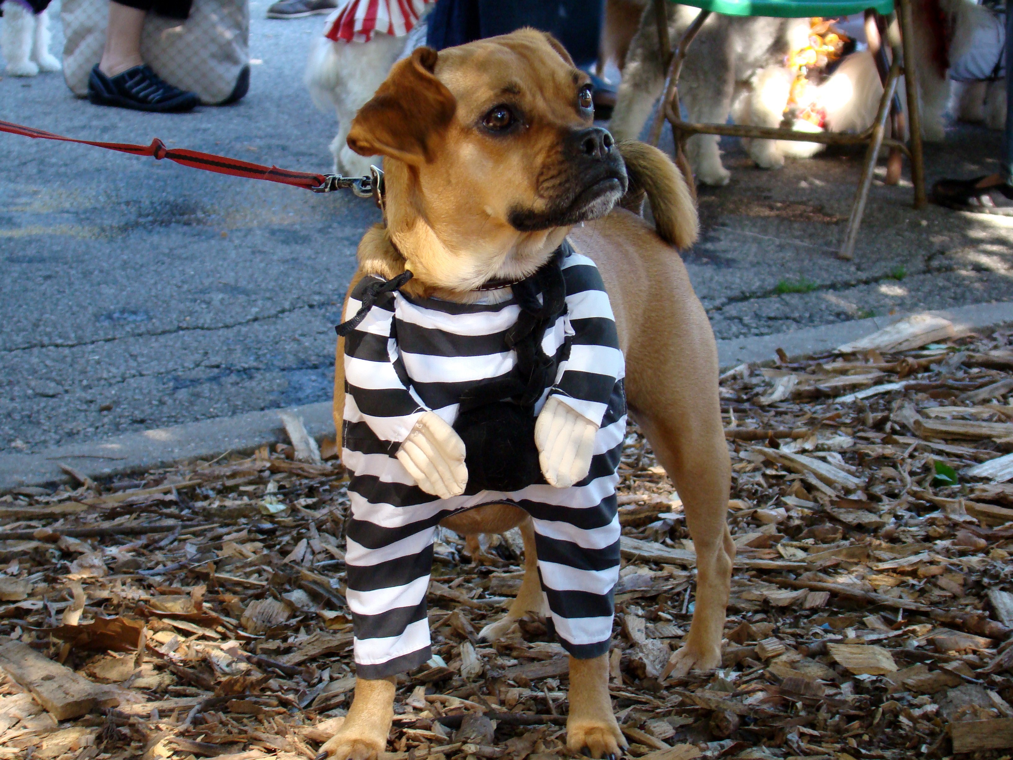 Prisoner Puggle | Animals Zone