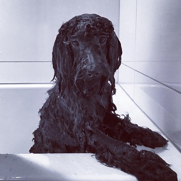 Bathtub time is so hard when you're as beautiful as Star | Animals Zone