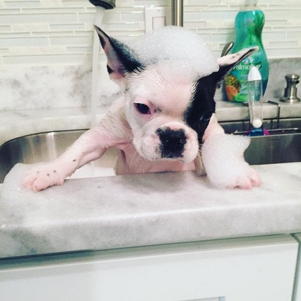 Mom made me take my first bath this morning, not sure how I feel | Animals Zone