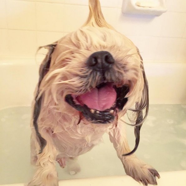 Awww! This wet dog looks so happy! | Animals Zone