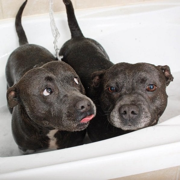 Bath time for these adorable buddies | Animals Zone